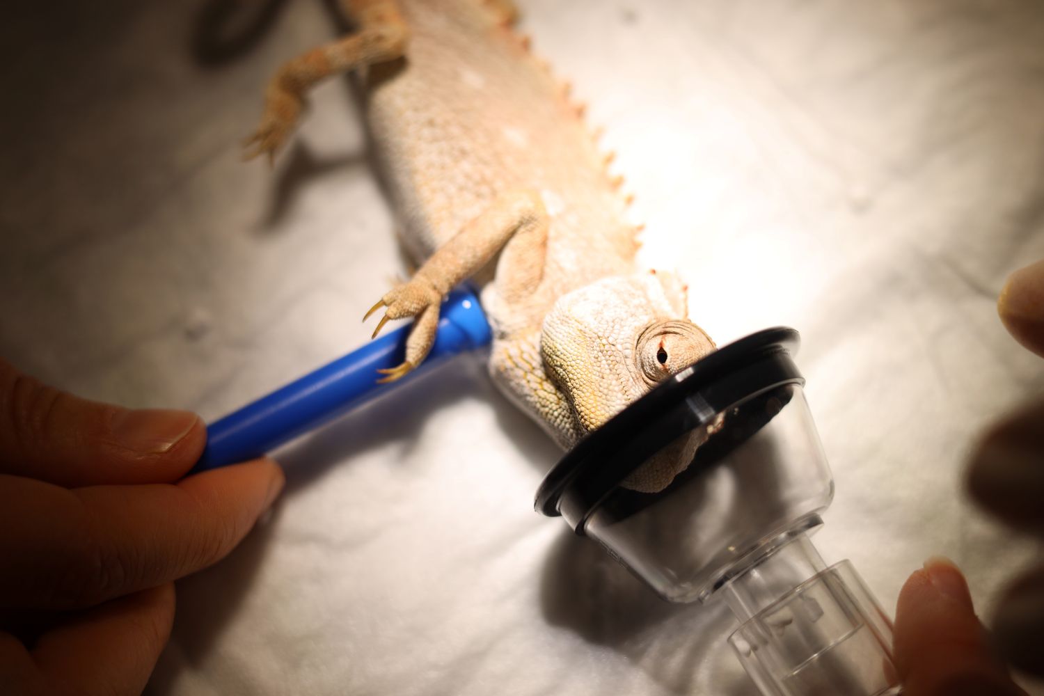 Ein Chamäleon wird in Narkose gelegt und der Herz