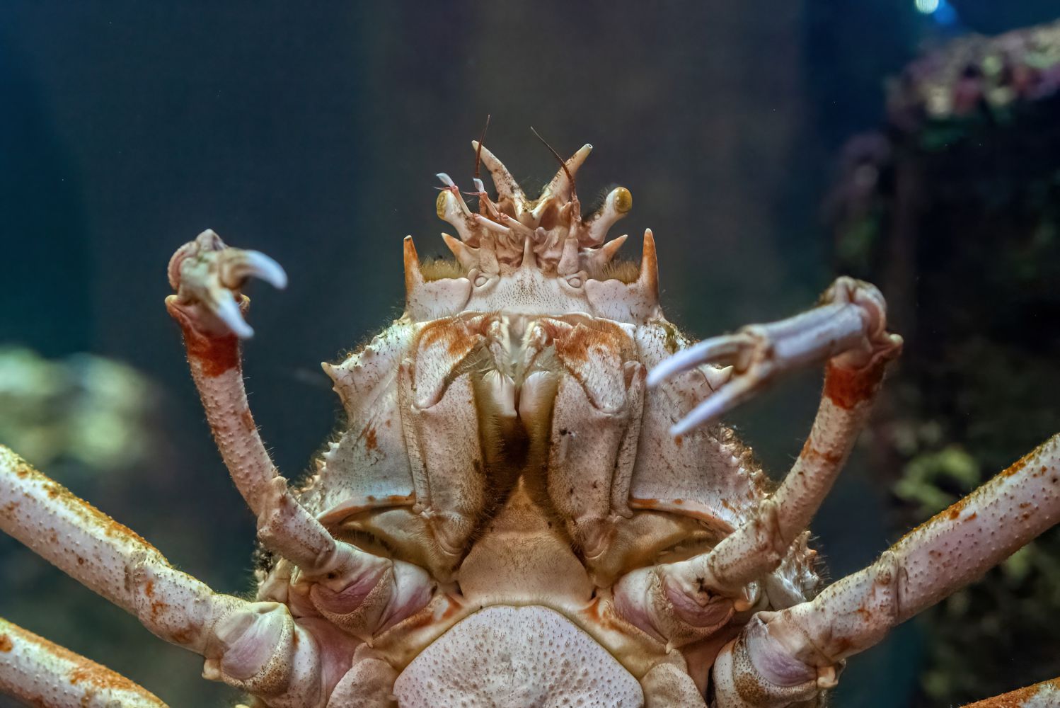 Tiefsee-Aquarium mit Japanischer Riesenseespinne