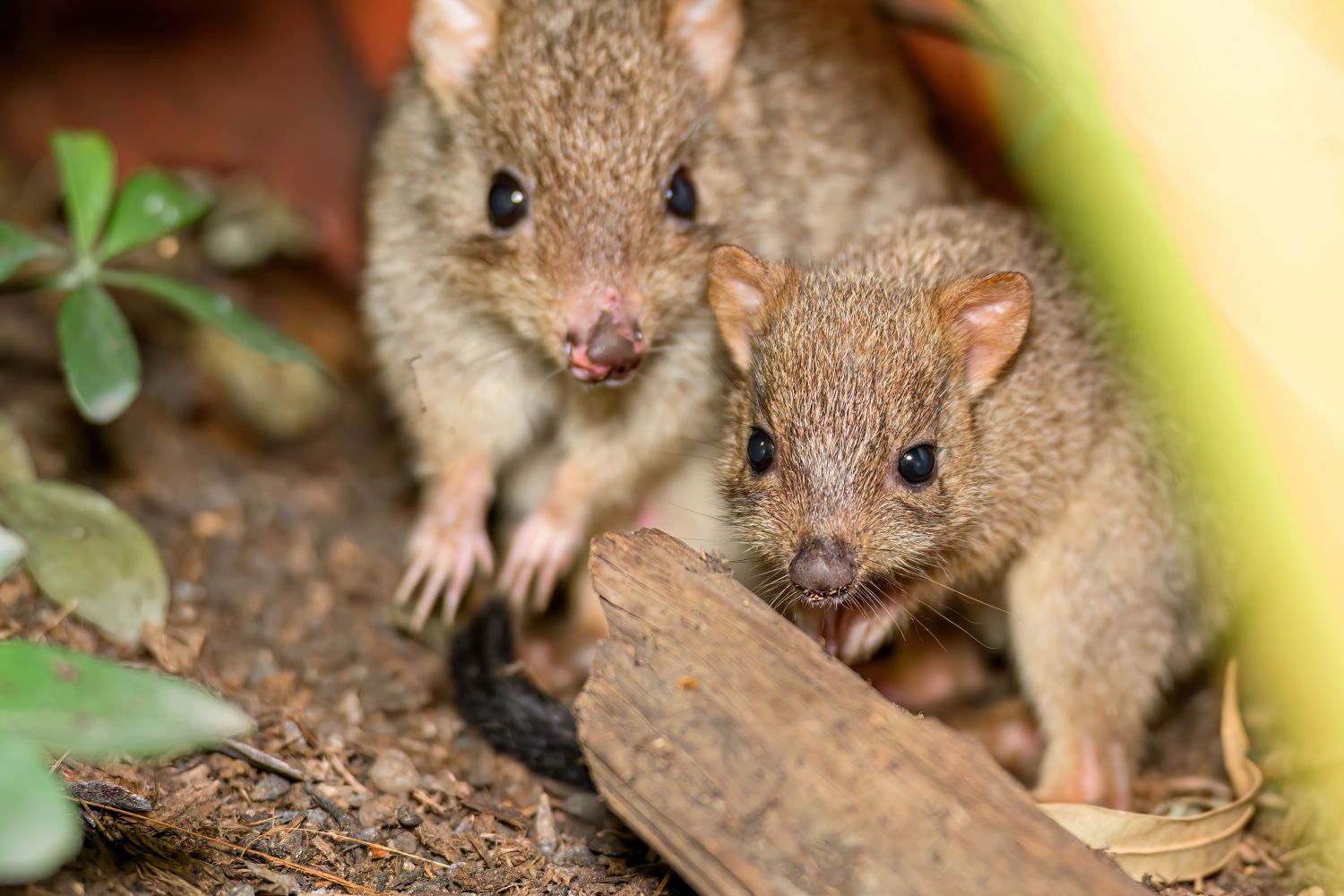 Nachwuchs bei den Bürstenschwanz-Rattenkängurus im Haus des Meeres