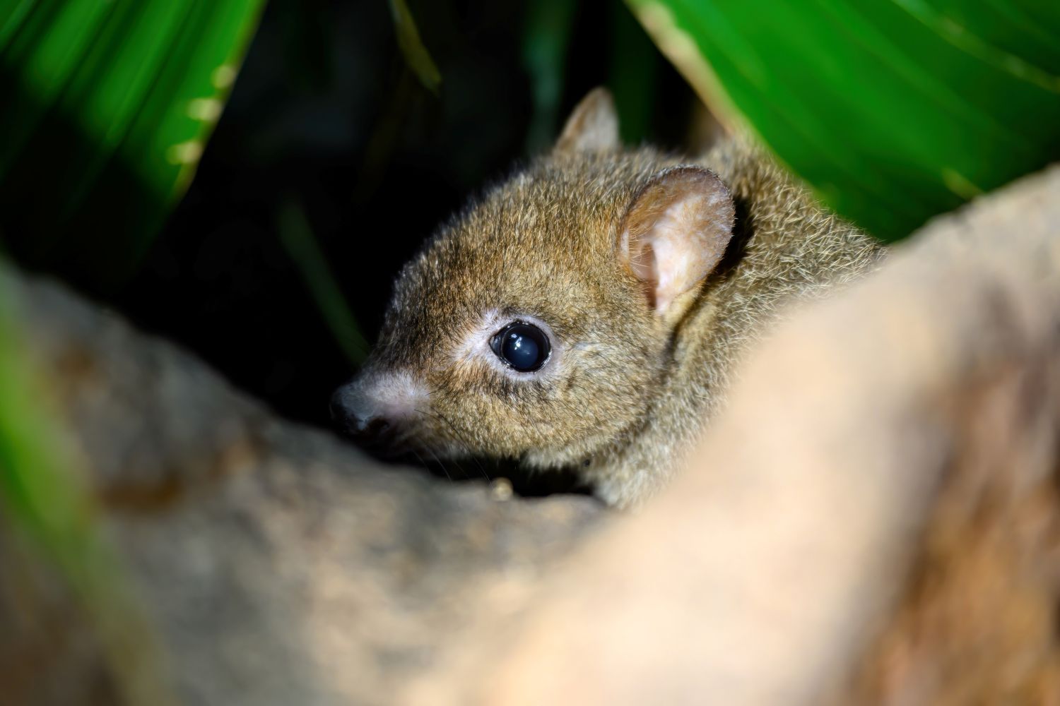 Das scheue Jungtier versteckt sich tagsüber im Di