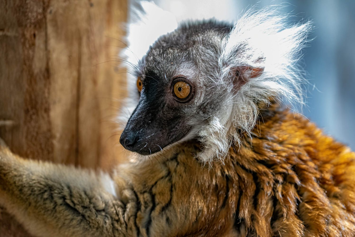 Cruella und Ursula, das Mutter-Tochter-Gespann unt
