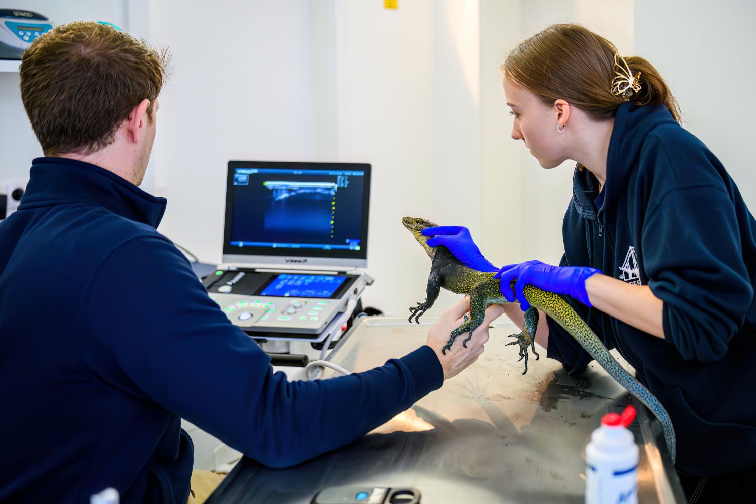 Das Geschlecht dieses seltenen Dreifarbwarans wird