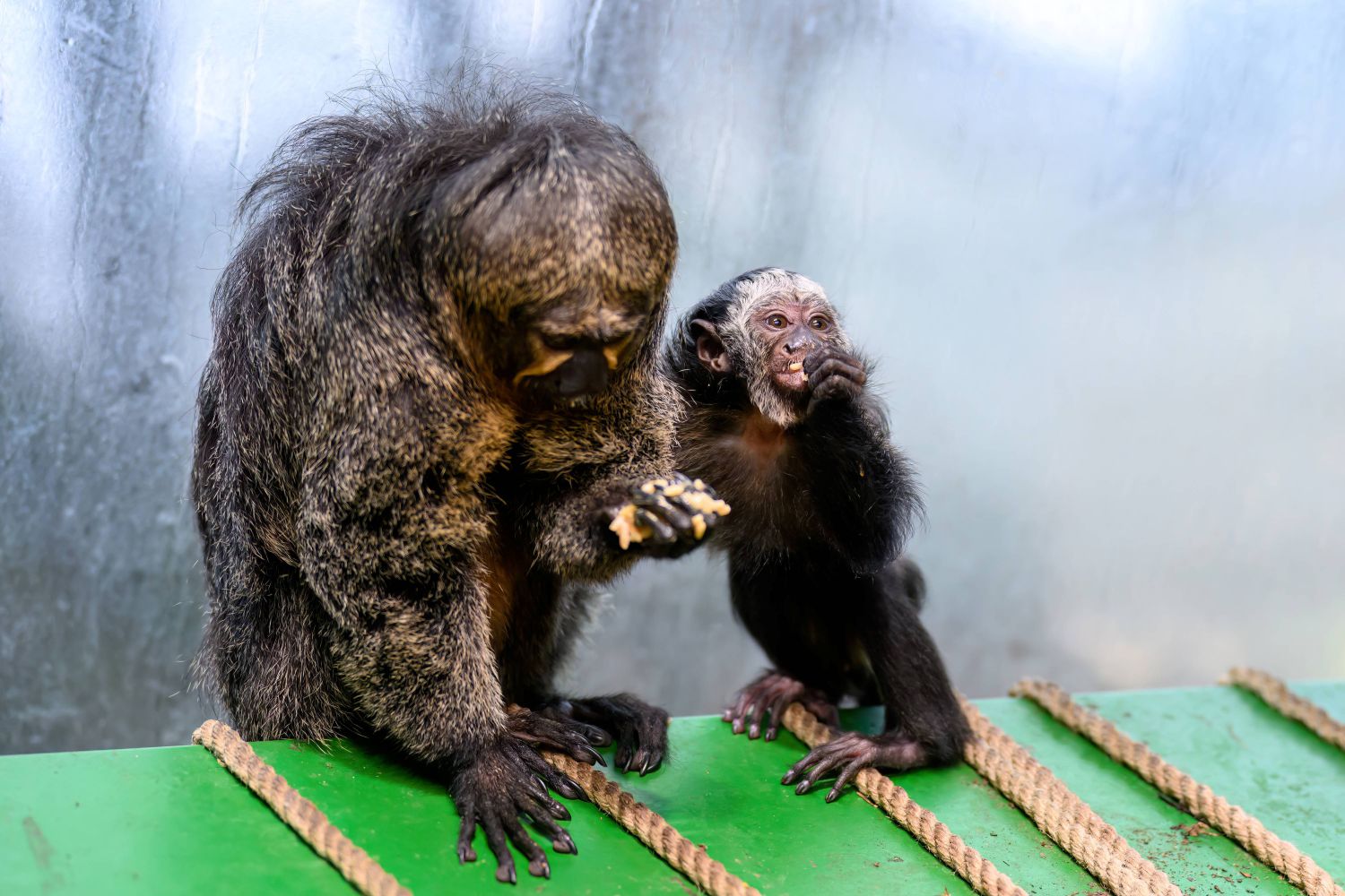 Kommt der Nachwuchs bereits mit den Elterntieren z
