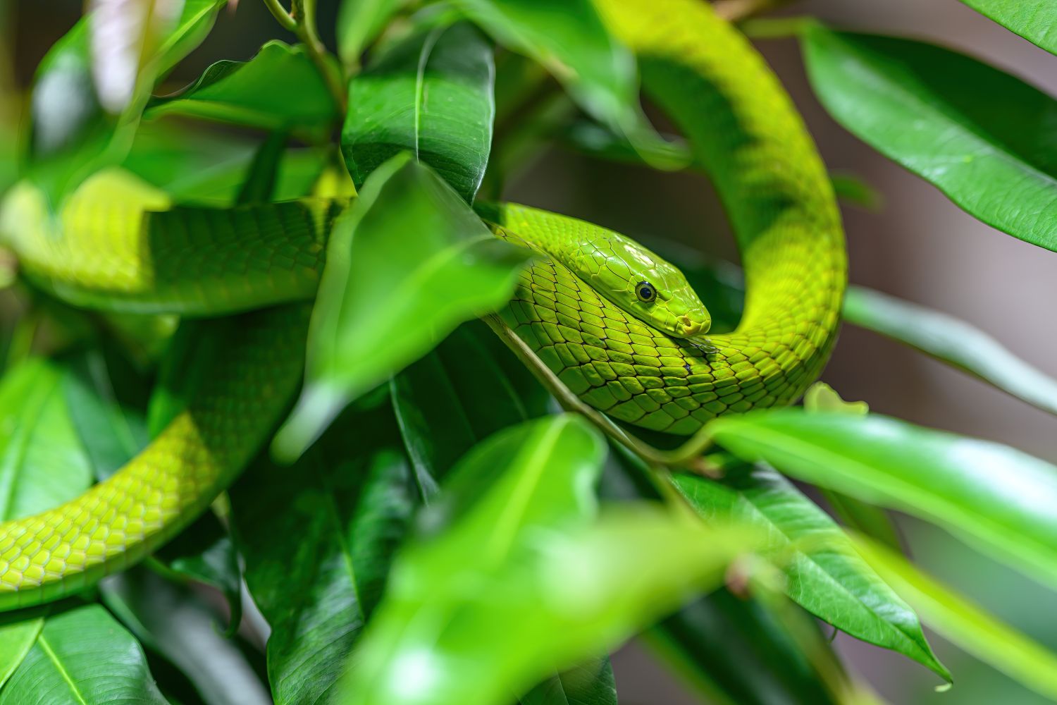 Gewöhnliche Mamba schlängelt durch einen Ast