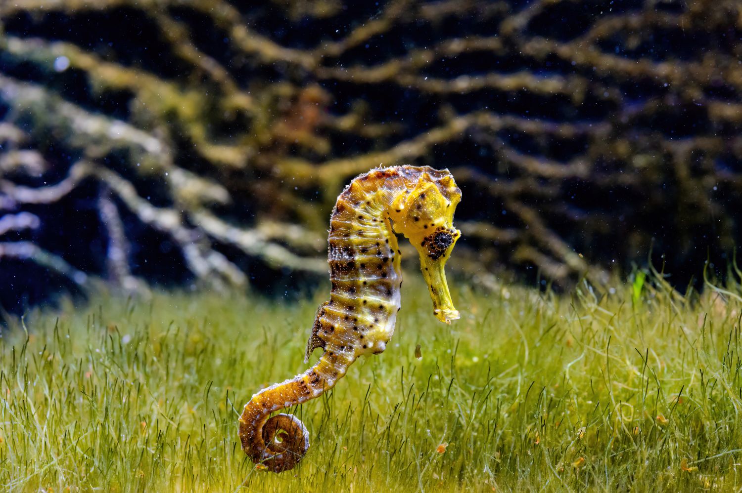 Langschnäuziges Seepferdchen mit Grasboden