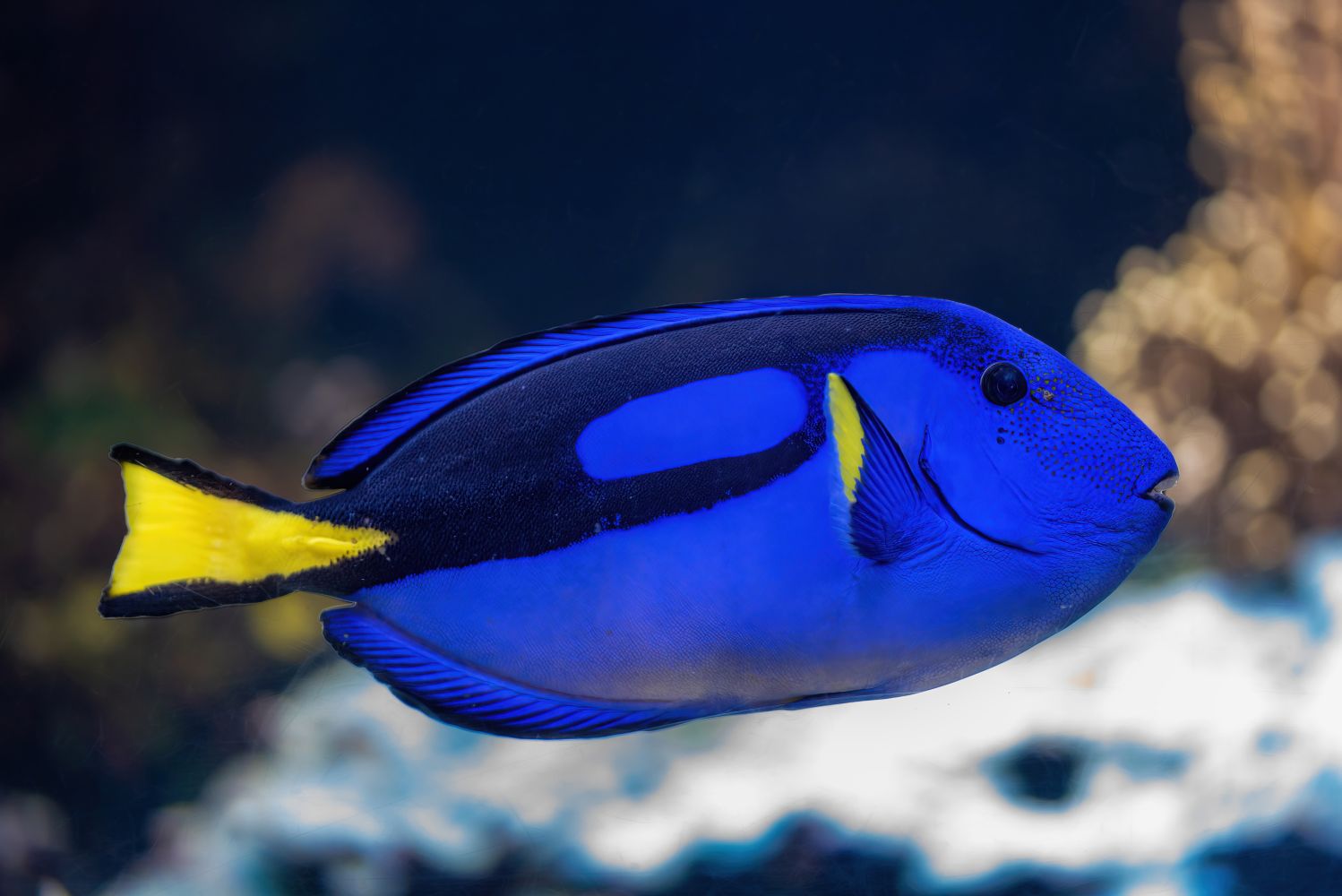 Paletten-Doktorfisch schwimmt im Wasser