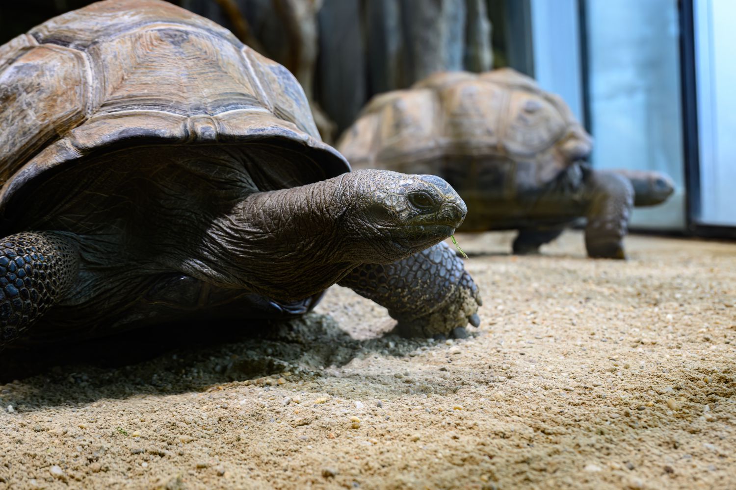 Aldabra-Riesenschildkröte auf sandigem Boden