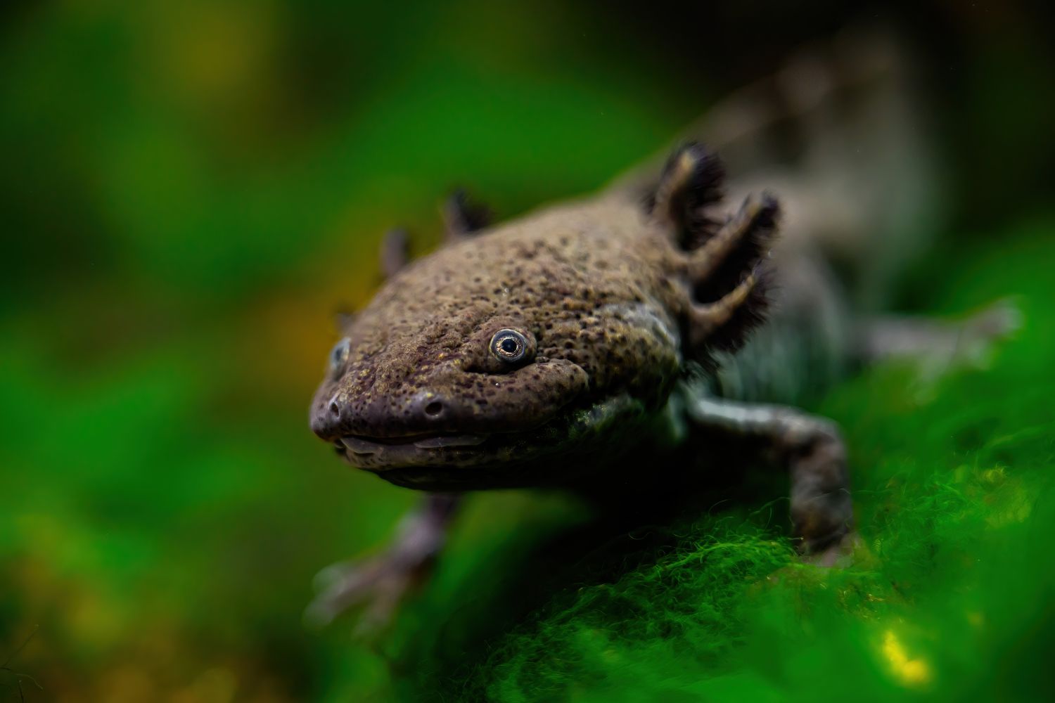 Axolotl unter Wasser mit Bepflanzung