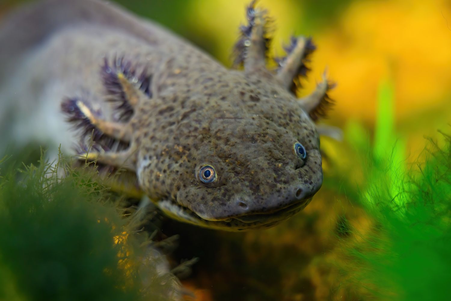 Axolotl unter Wasser mit Bepflanzung