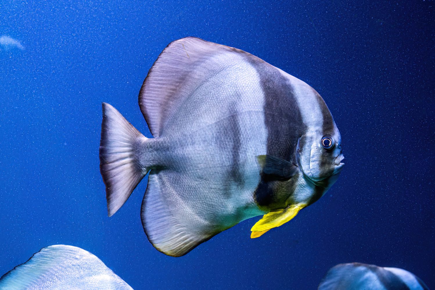 Seitenansicht von einem Fledermausfisch im Wasser