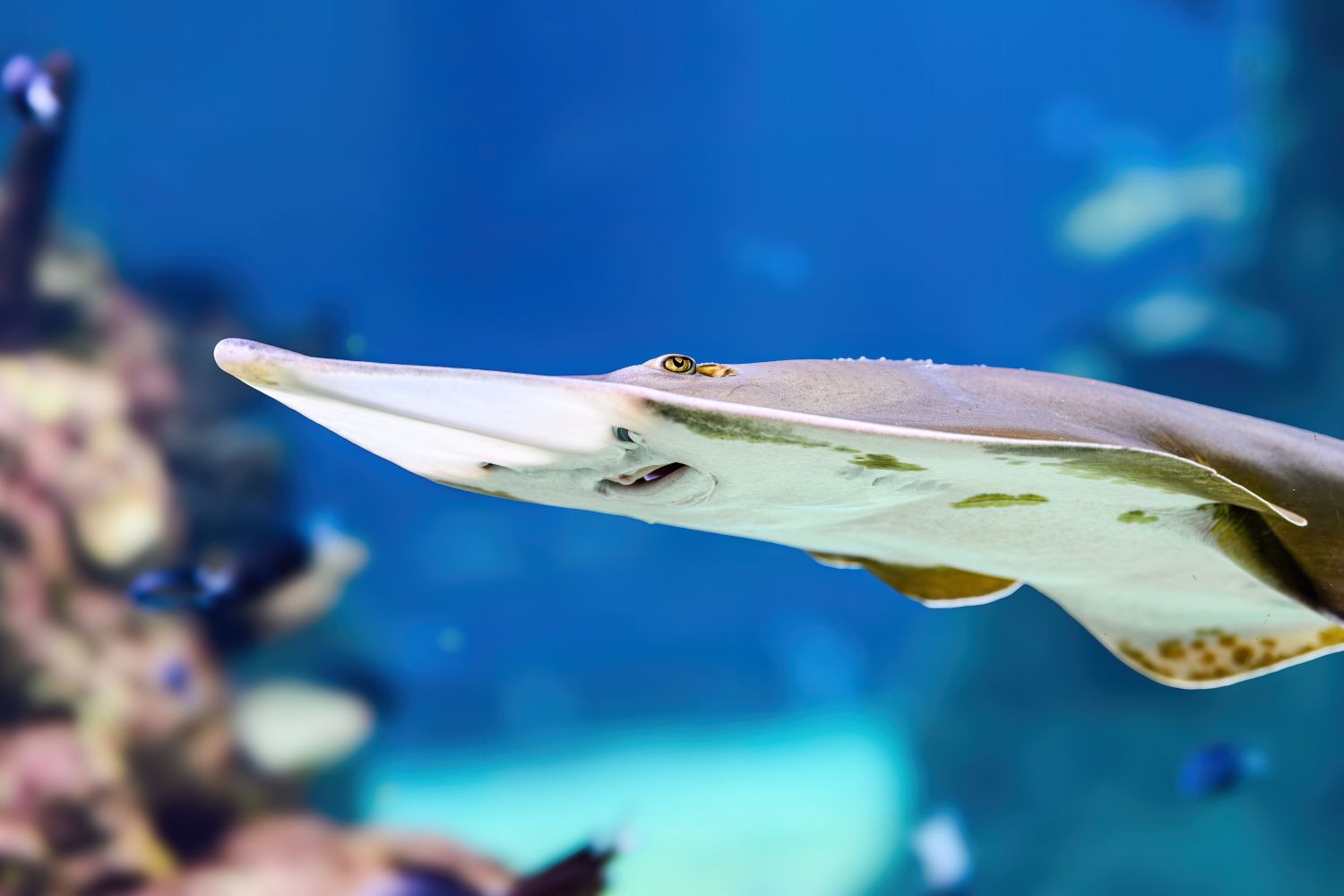 Geigenrochen schwimmt im Aquarium