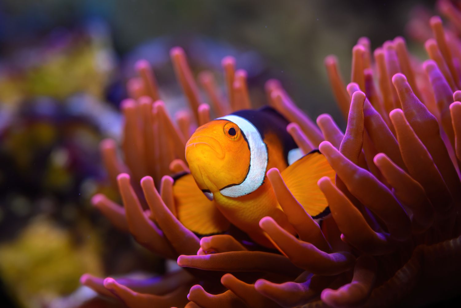 Der Orangeringel-Anemonenfisch auch Nemomacht es sich in seiner Anemone gemütlich
