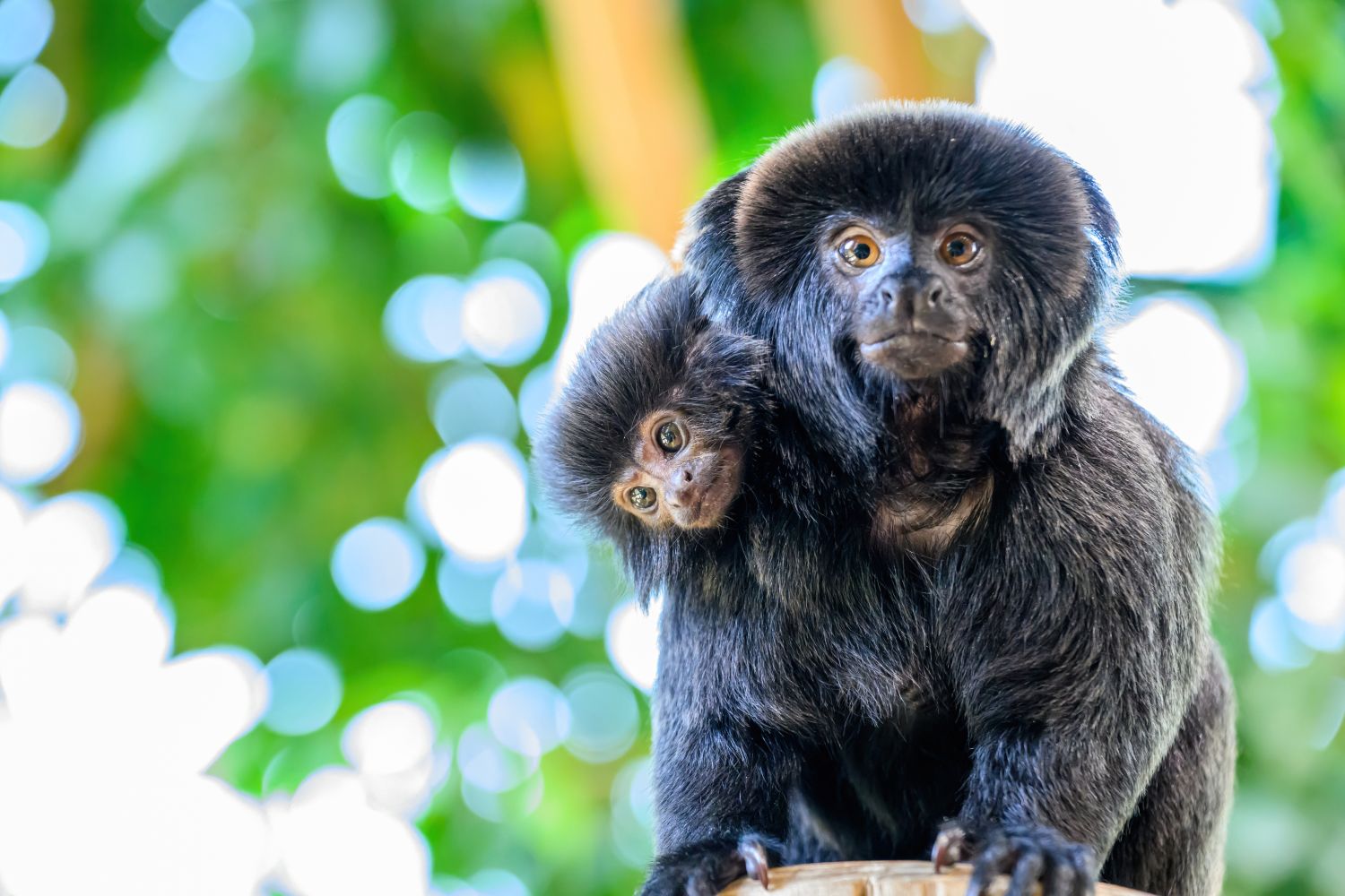 Springtamarin Weibchen mit Nachwuchs am Rücken sitzt auf einem Ast