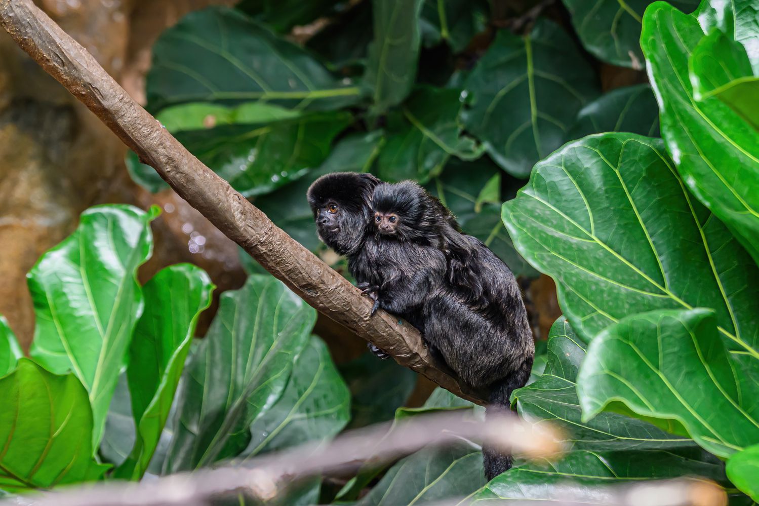 Springtamarin Weibchen mit Nachwuchs am Rücken sitzt auf einem Ast