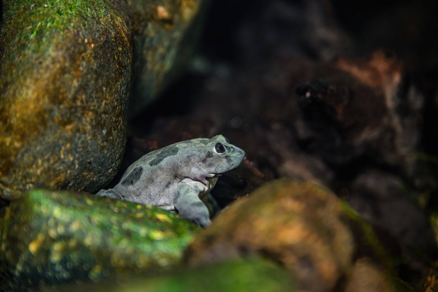 Titicacafrosch sitzt auf einem Stein in seinem Habitat