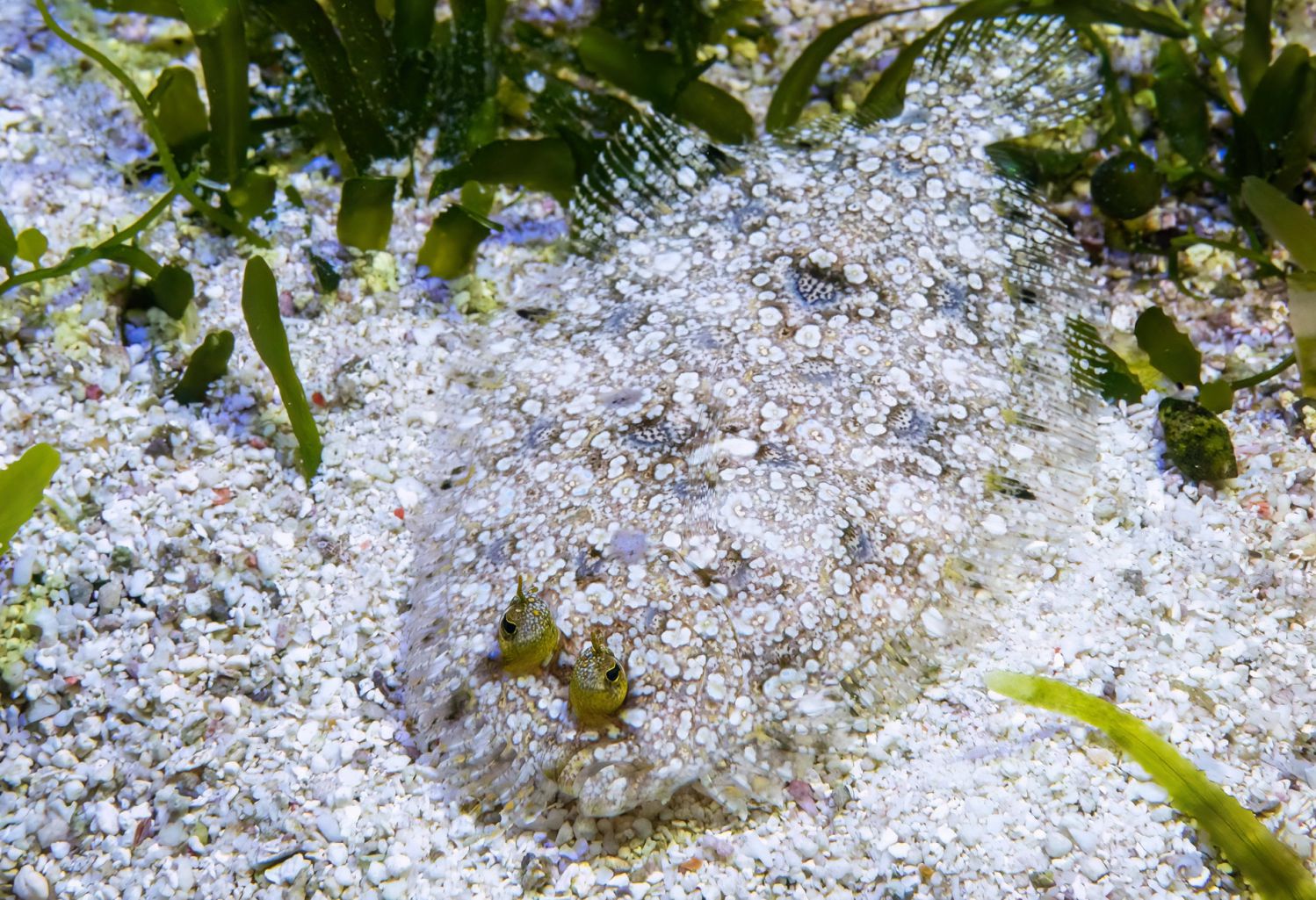 Plattfische sind absolute Tarnkünstler – hier e