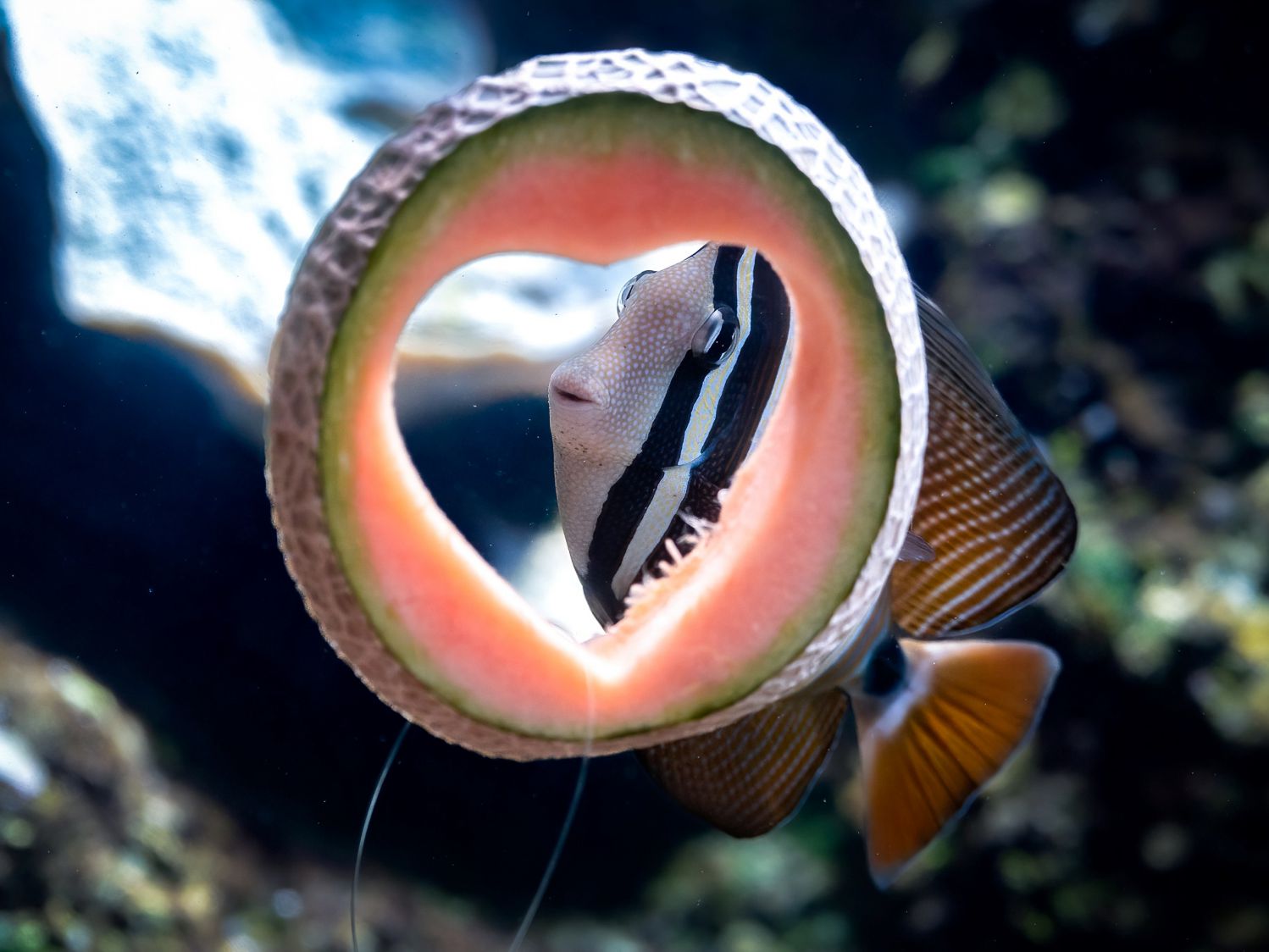 Love is in the Air: Auch die Segelflossendoktorfis