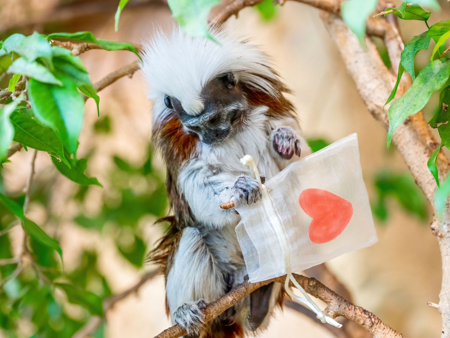 oder Lisztäffchen sind auf Liebe eingestellt 