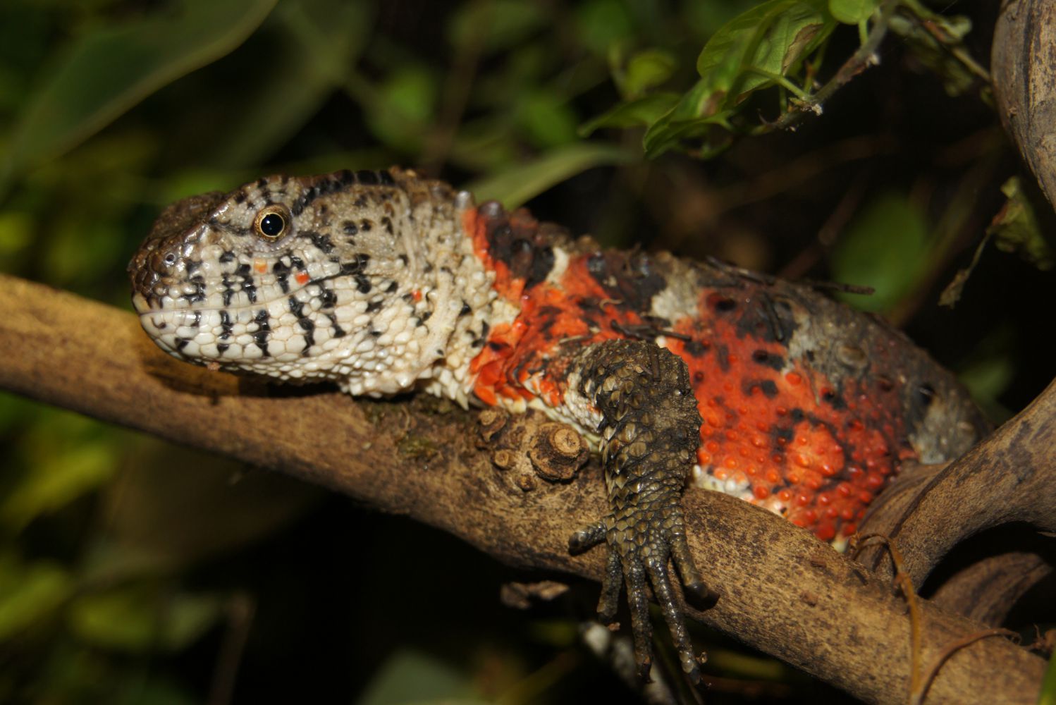 Chinese crocodile lizard sitting comfortably on a branch