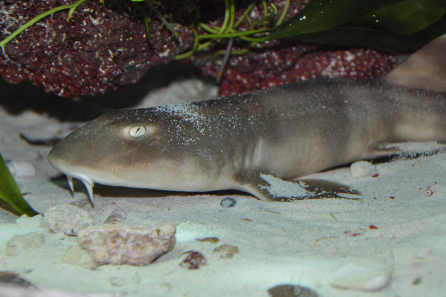 Bamboo shark at the bottom of the sea