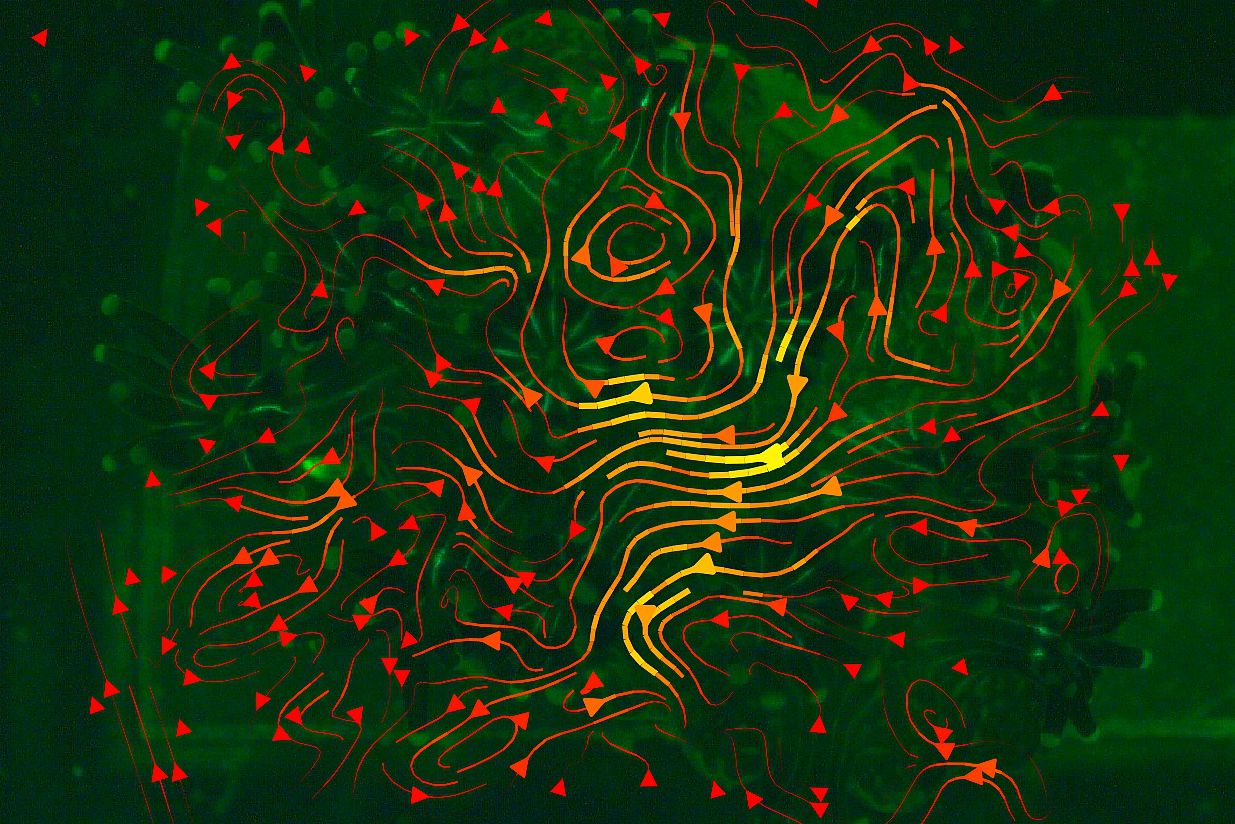 Coral polyp flow