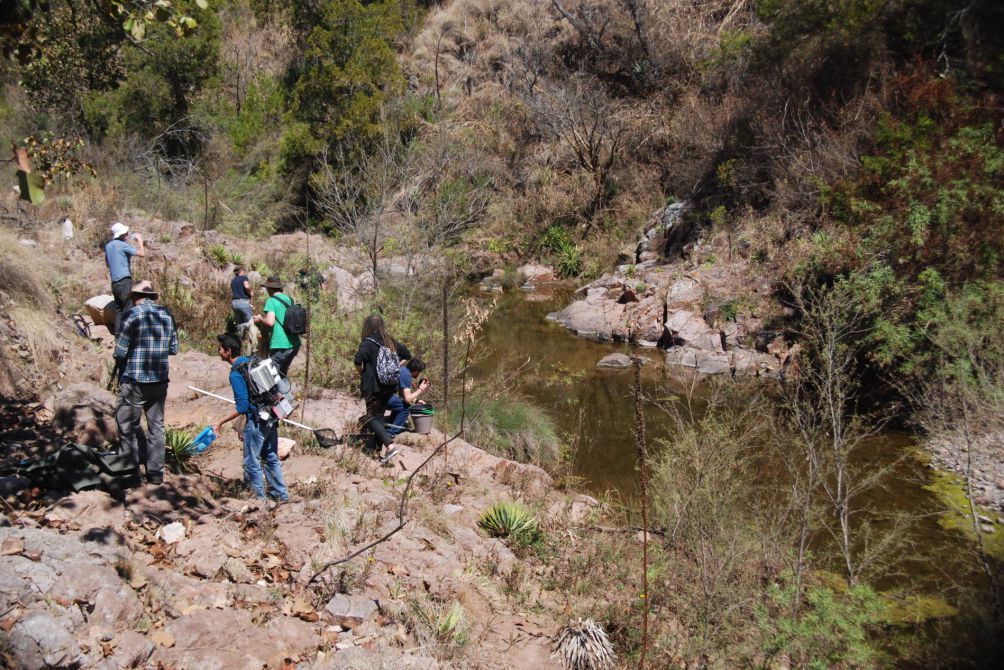 Researchers in Mexico for the Conservation of Mexican Highland Carpets