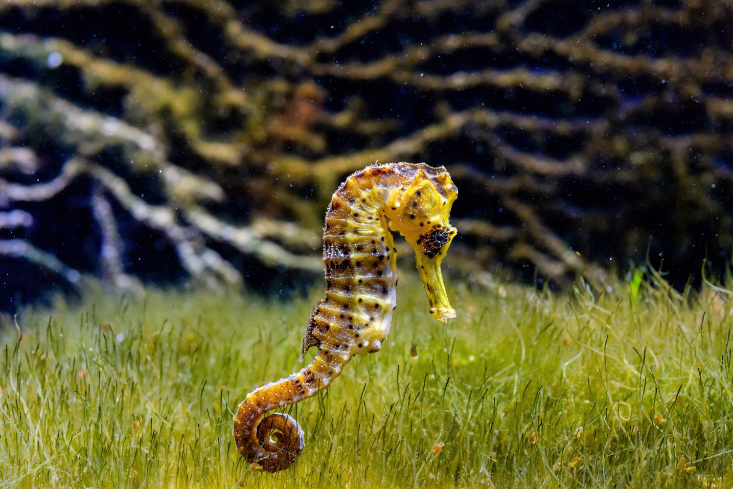 Seahorse swimming in seaweed