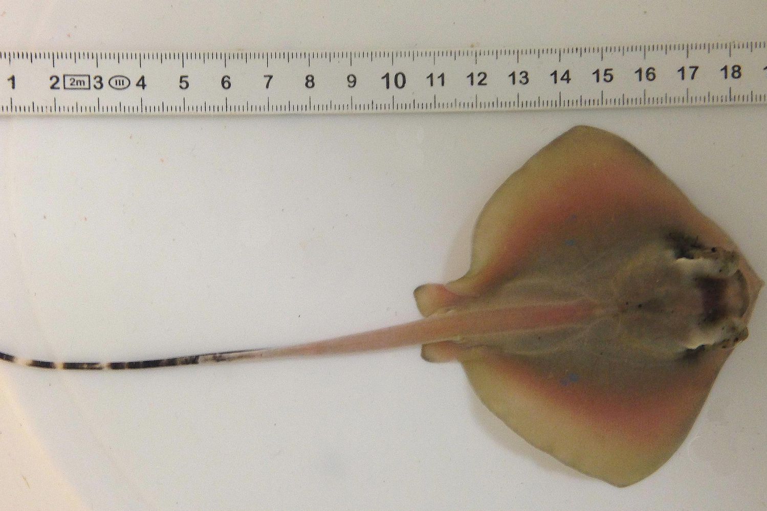 Stingray offspring being measured out