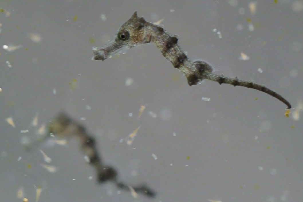 Seahorse eating plankton