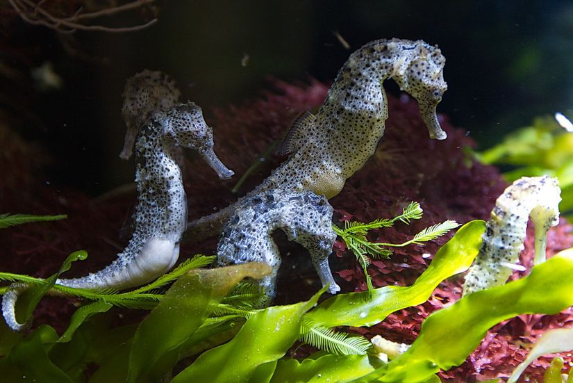 Several seahorses talking to each other
