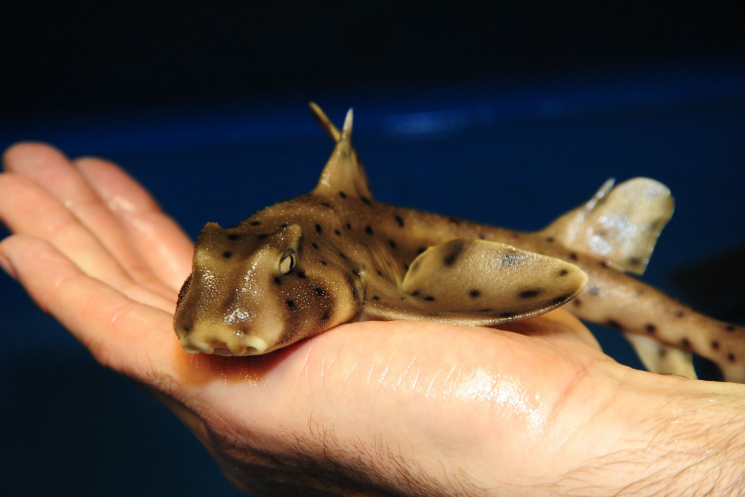 Bullhead shark lies on hand 