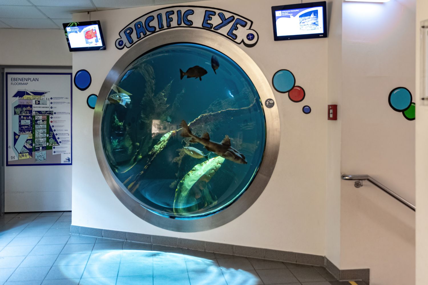 nach Außen gebogene Scheibe des Pacific Eye, Aquarium mit Ökosystem Kelpwald
