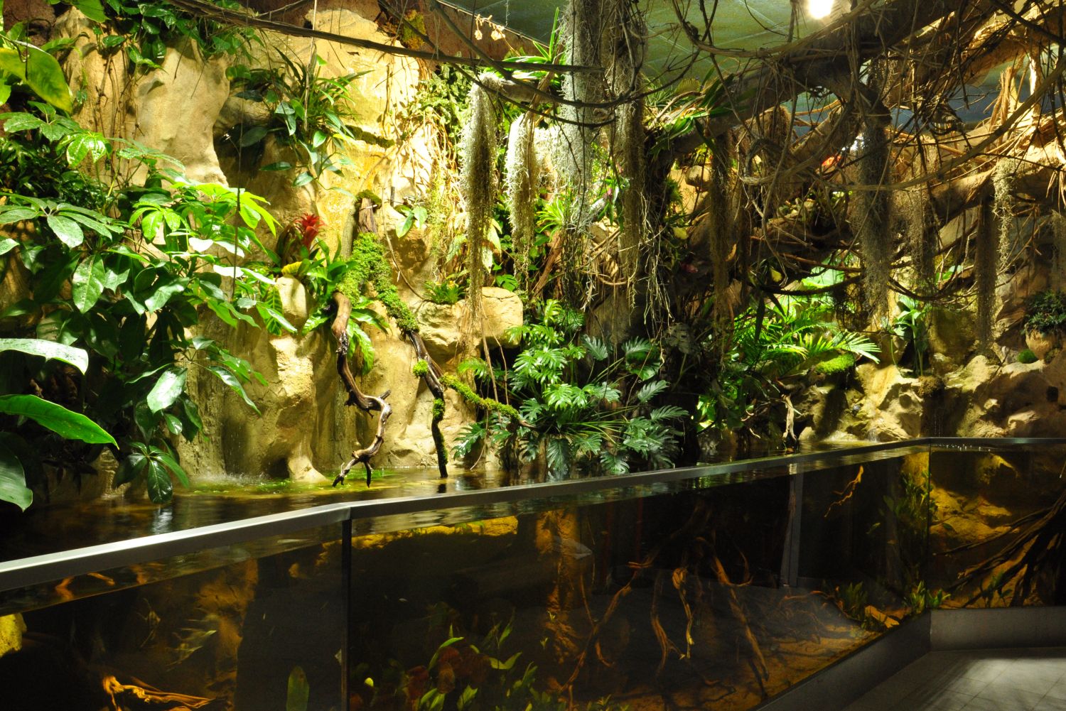 Amazonas