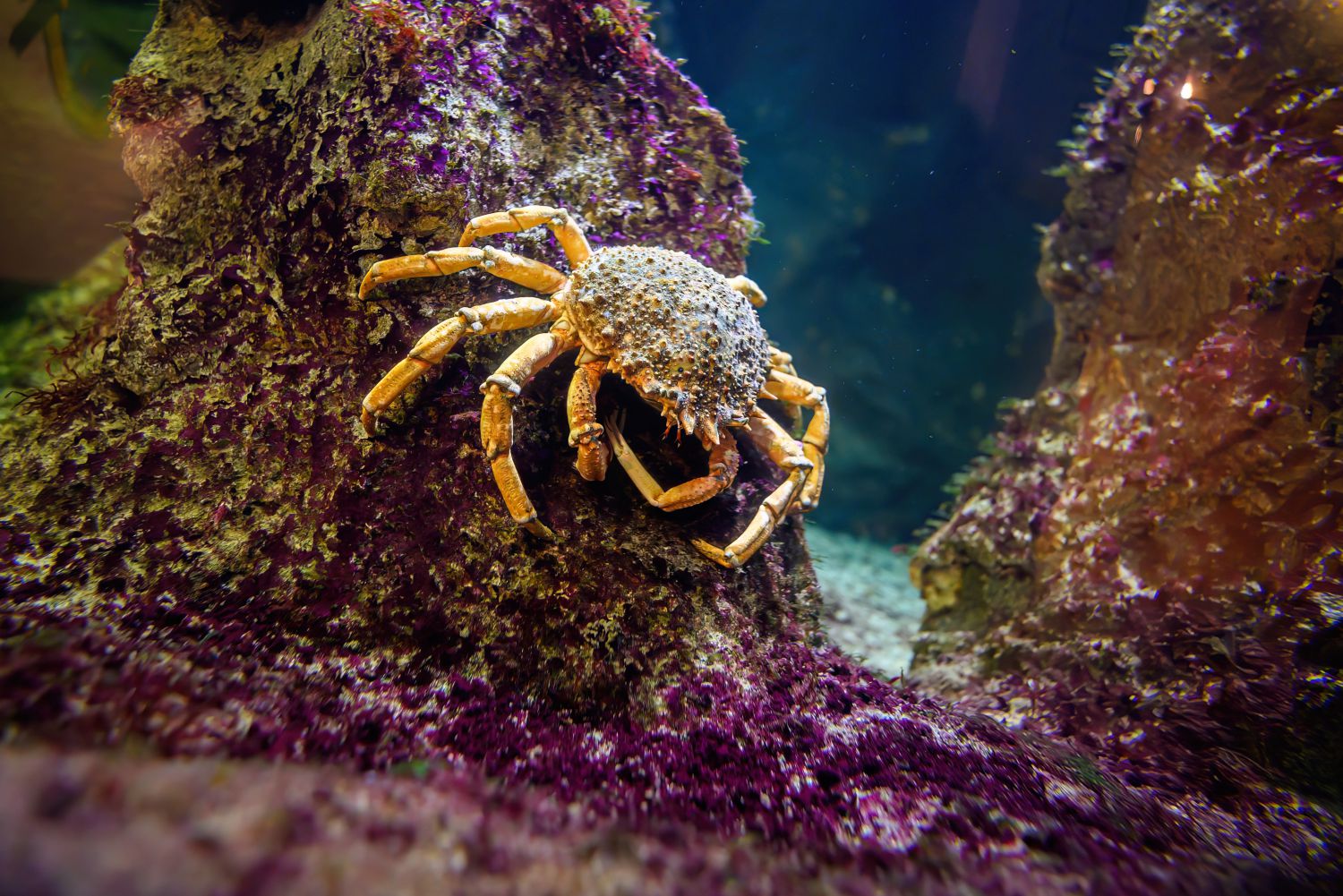 Tiefsee-Aquarium mit Seespinne