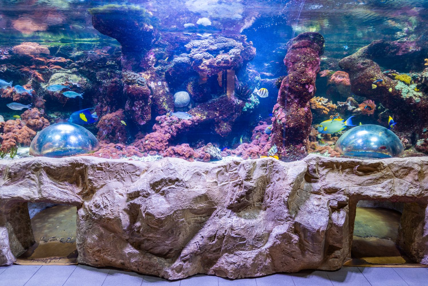 Becken Brandungsriff in der sich unzählige farbenprächtige, tropische Fische zwischen Korallen tummeln.