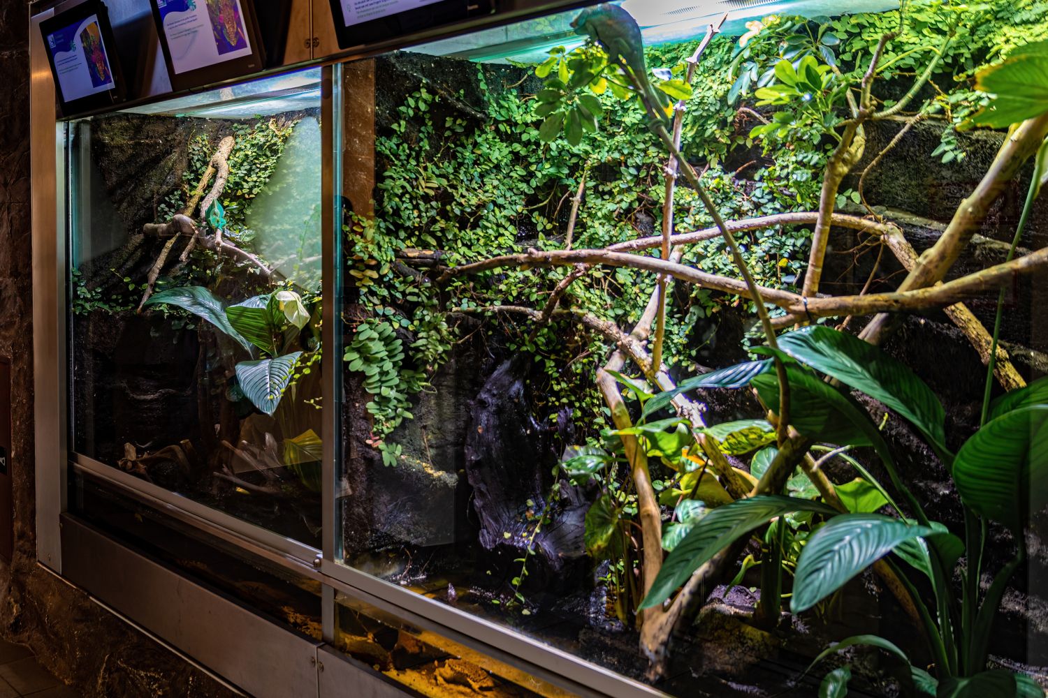 2 Terrarien mit Chamäleons und Begrünung