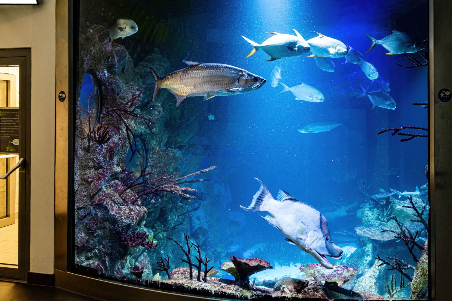 Hammerhaibecken mit Fischbesatz 