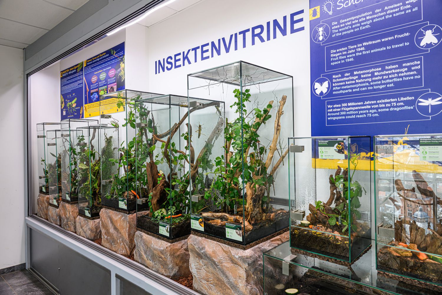 Bereich Insektenvitrine mit vielen verschiedenen Glaskästen