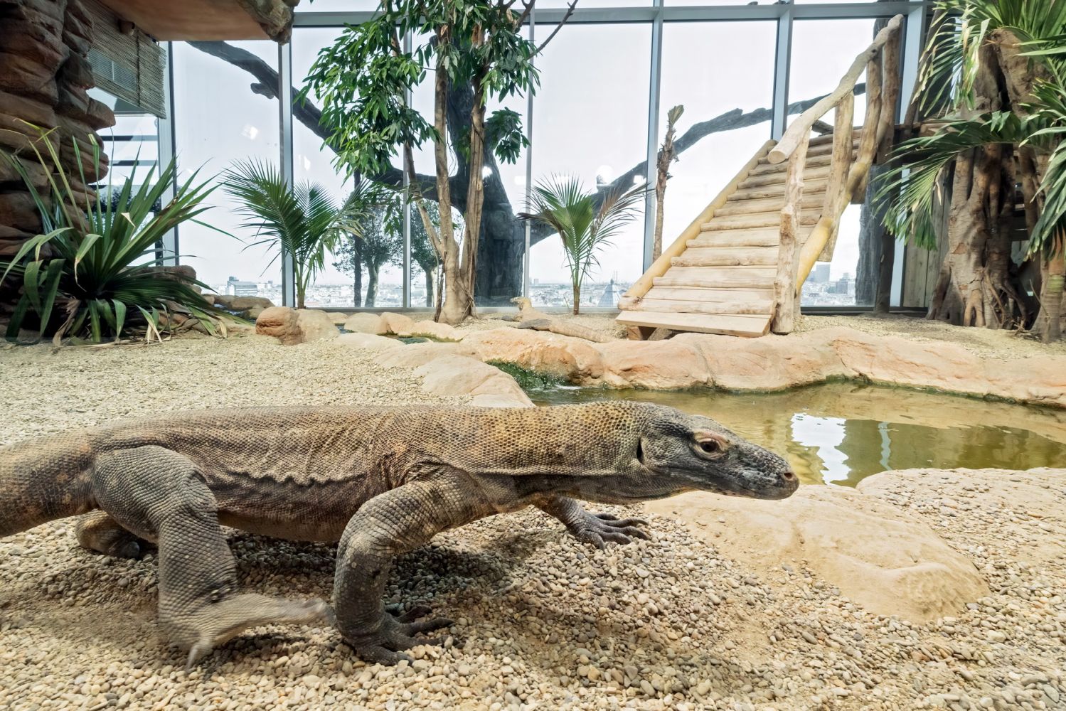 Komodowaran unterwegs im Gehege