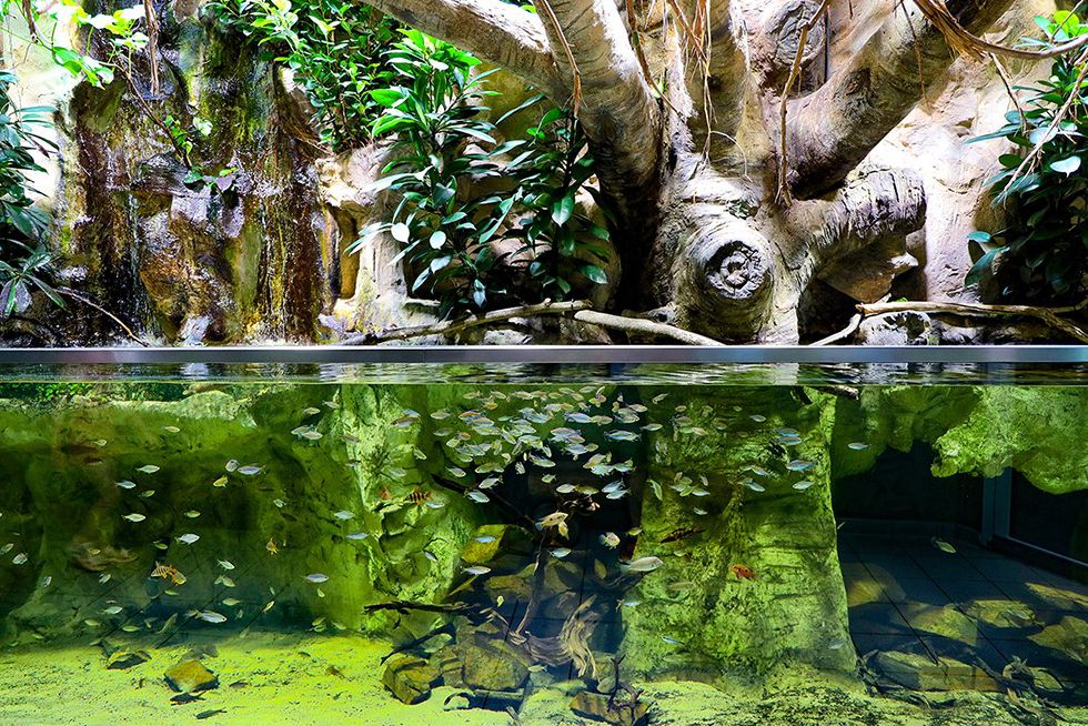 großes Becken mit Fischen aus der Region Kongobecken