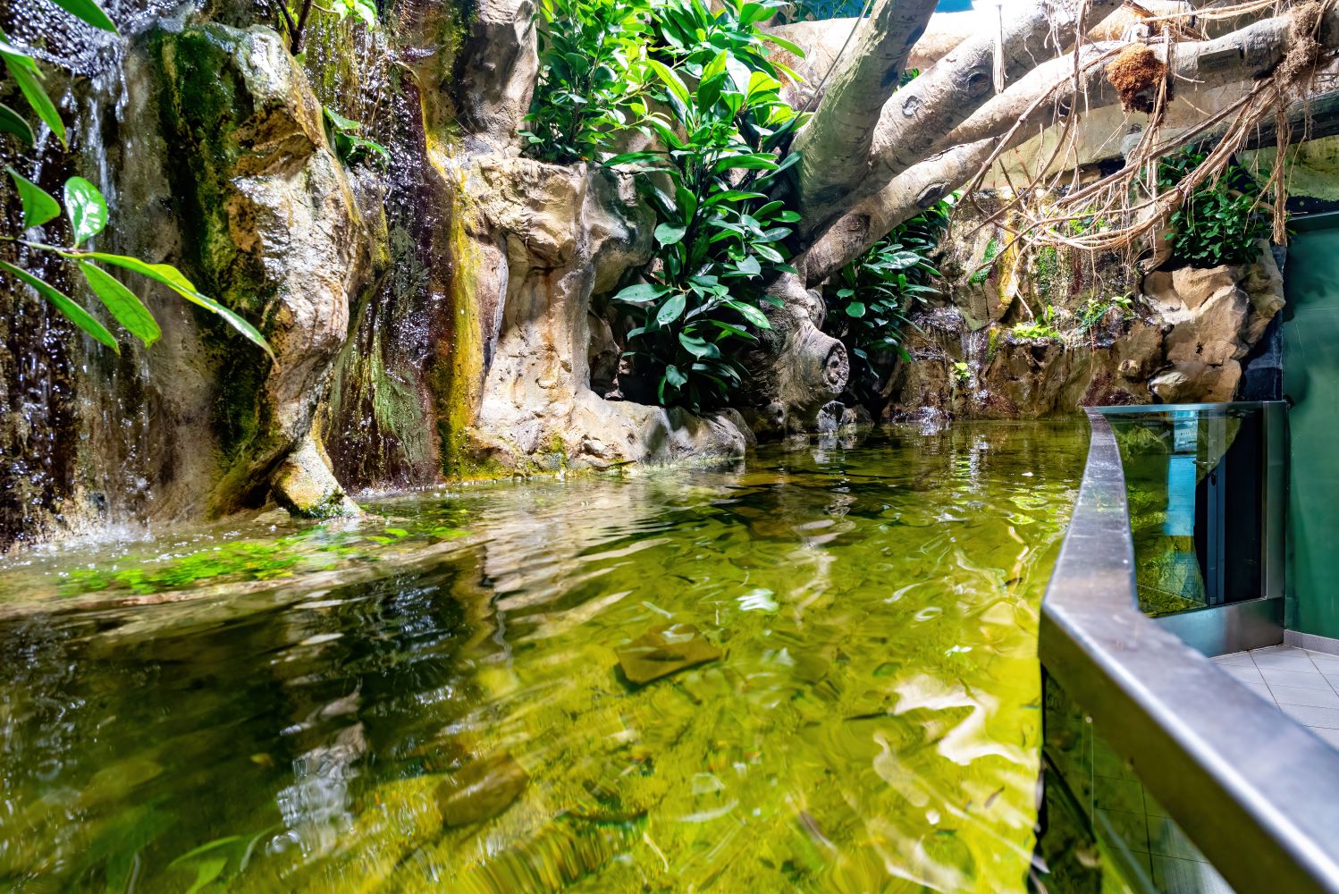 großes Becken mit Fischen aus der Region Kongobecken