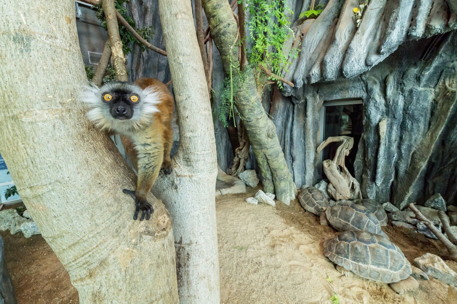 Schwarzer Lemur sitzt auf einem Baum in der Madagaskar Anlage