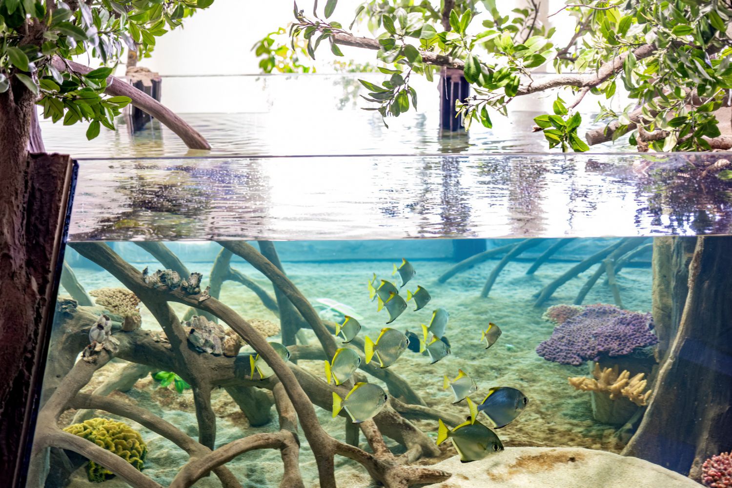 mangrove aquariums