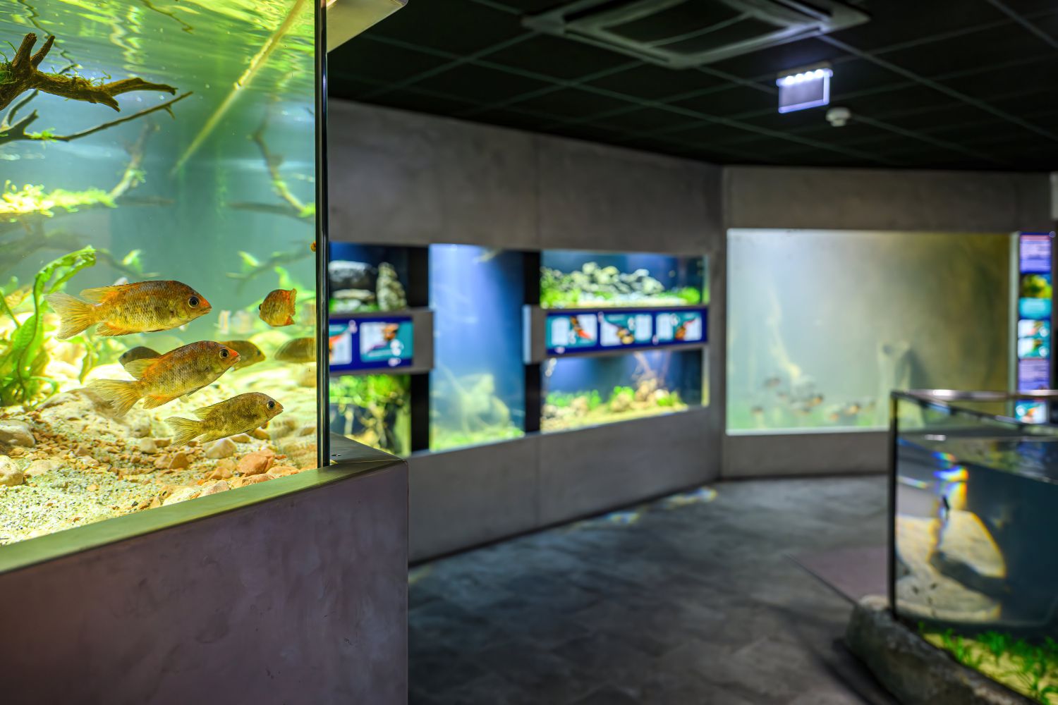 Neue Süßwasseranlage im Haus des Meeres