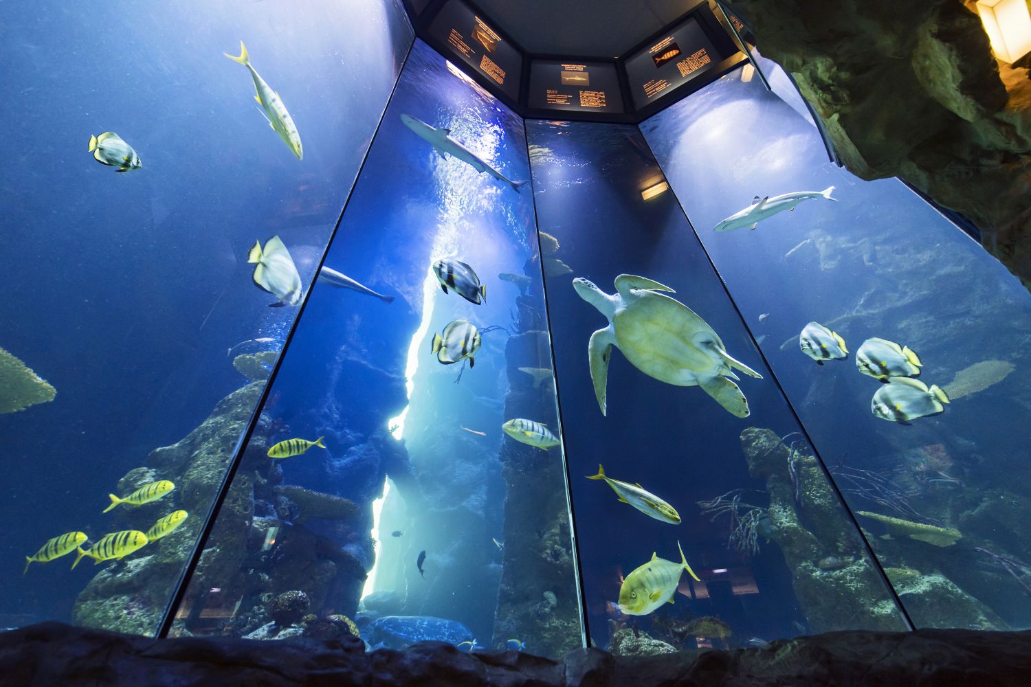 Blick von unten in das Aquarium von „Puppi“ der Meeresschildkröte mit anderen Fischen