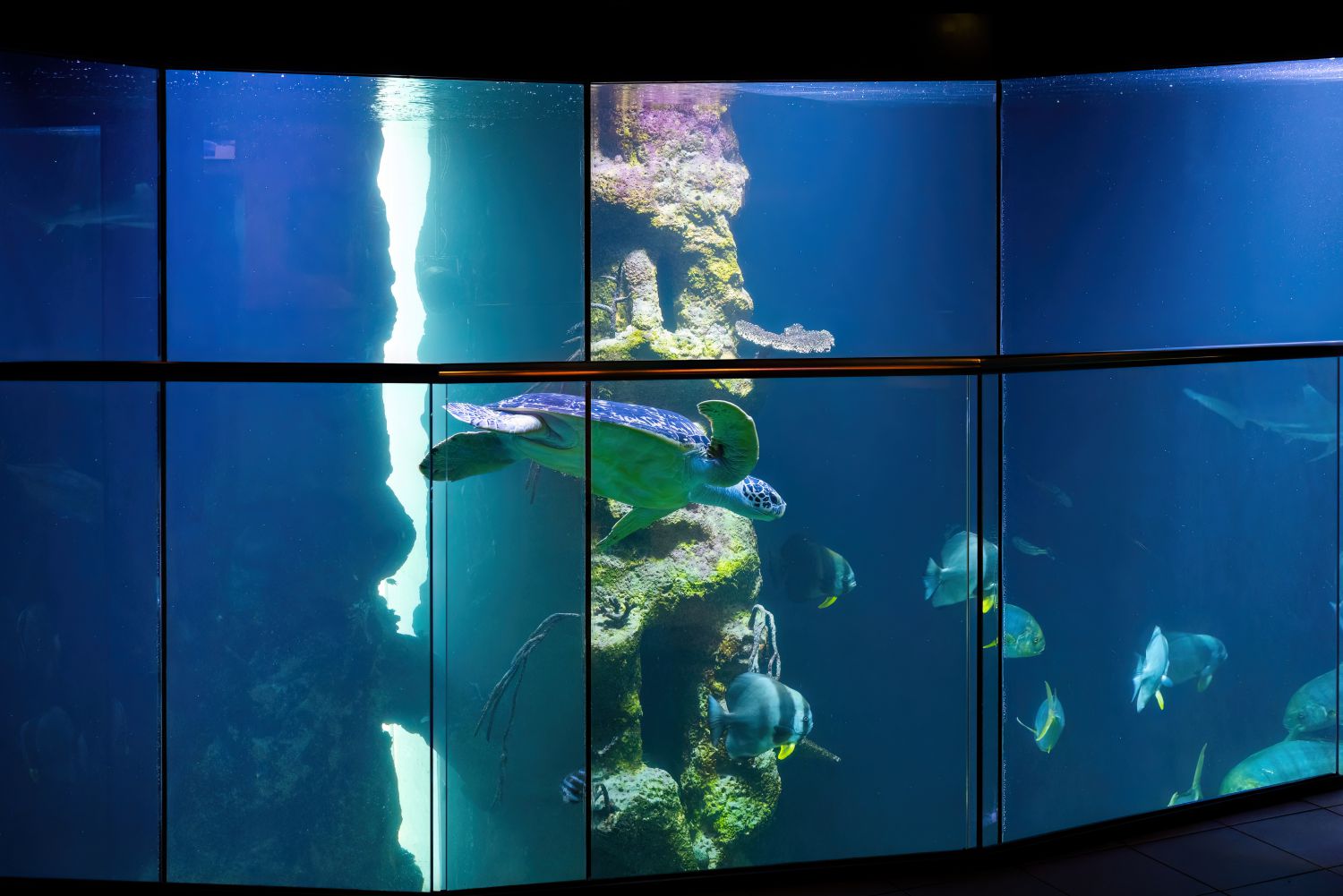 Blick in das Aquarium von „Puppi“ der Meeresschildkröte mit anderen Fischen
