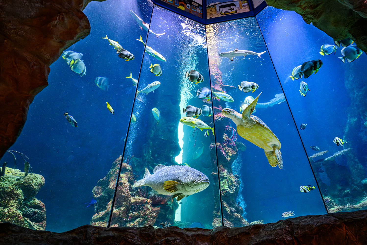 Blick von unten in das Aquarium von „Puppi“ der Meeresschildkröte mit anderen Fischen