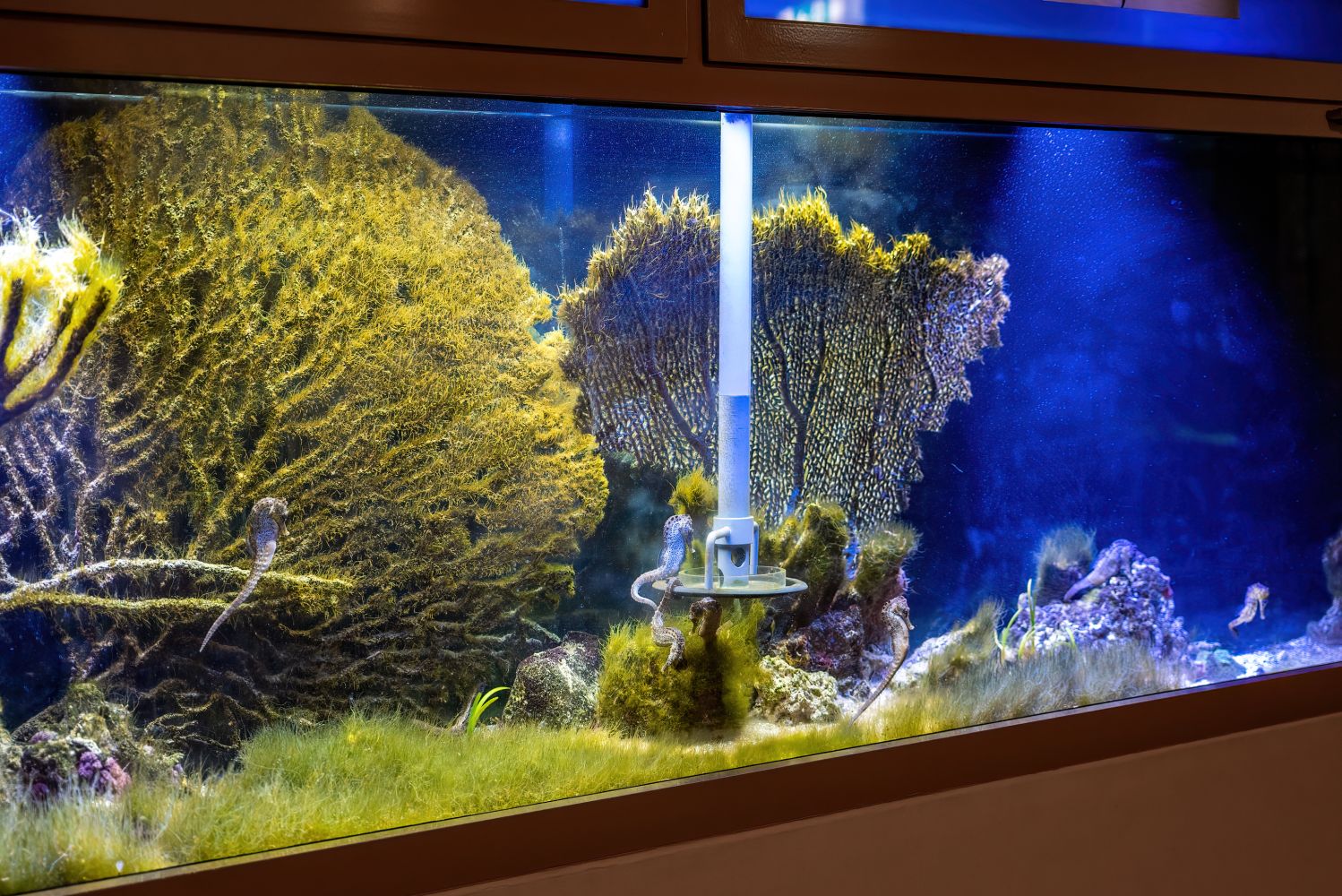 Seepferdchenbecken