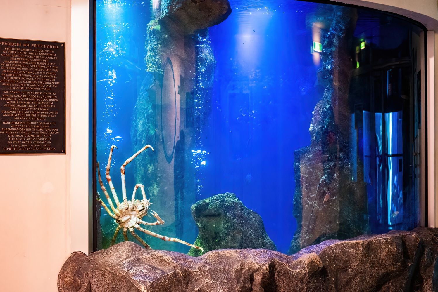 Aquarium mit Riesen-Seespinnen