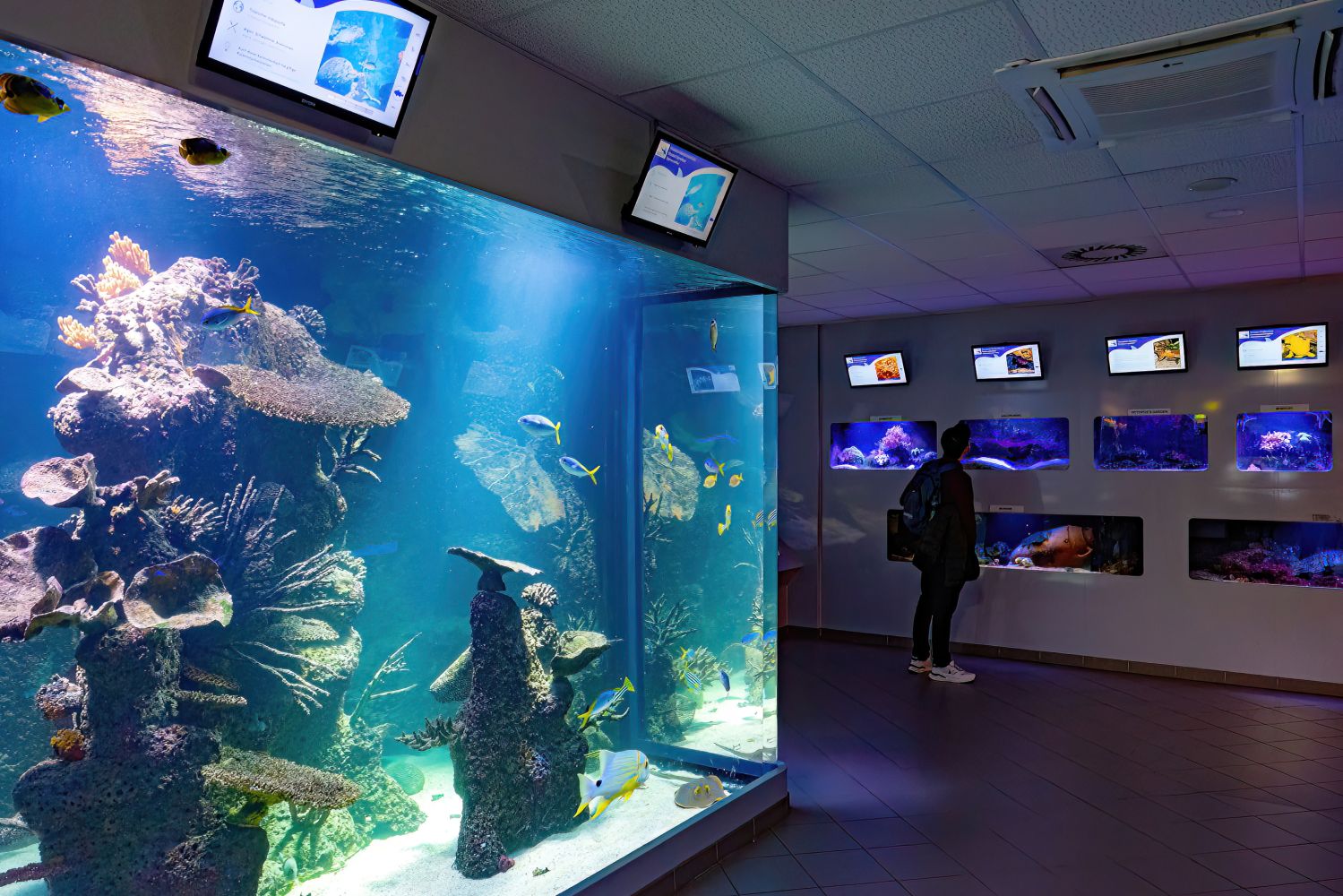 Der Bereich für Tropische Meerestiere mit vielen verschiednenen Aquarien